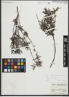 Foto von Salix repens subsp. rosmarinifolia (L.) Andersson